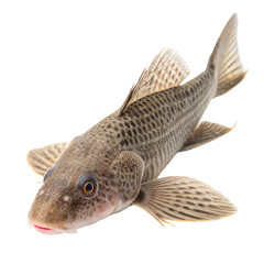 Spotted Catfish with Distinctive Dark Spots on transparent background