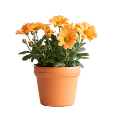 Orange Chrysanthemum in Pot: A vibrant cluster of orange chrysanthemum flowers blooms in a terracotta pot, showcasing their cheerful petals and lush green foliage.