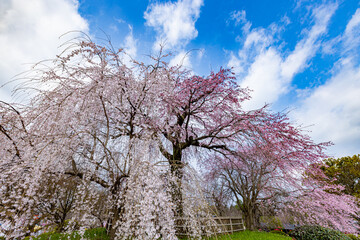 京都府円山公園　満開のしだれ桜　
