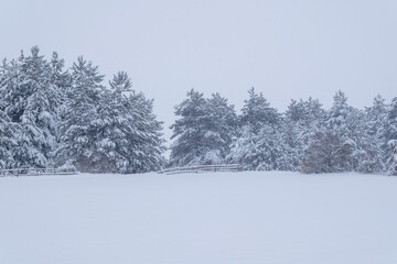 Snowy pine trees