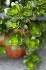 bright green leaves of a flower in a flowerpot
