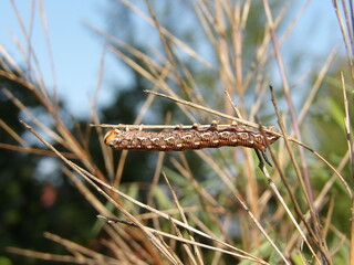 Zbliżenie na gąsienice ćwiczącą na listku trawy