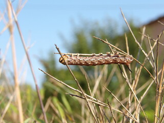 Zbliżenie na gąsienice ćwiczącą na listku trawy