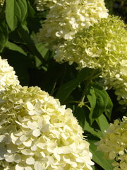 Zbliżenie na kwiaty rośliny z gatunku hortensja © Kumulugma