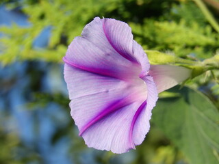 Zbliżenie na roślinę z gatunku wilec © Kumulugma