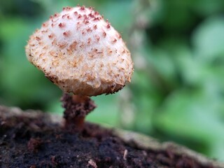 Close-up of a Small, White Mushroom with Brown Spikes