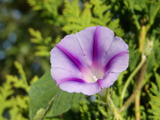 Zbliżenie na roślinę z gatunku wilec © Kumulugma