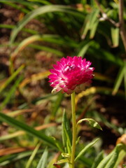 Zbliżenie na roślinę z gatunku Acroclinium © Kumulugma