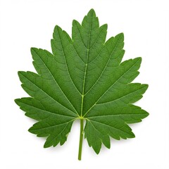 Obraz premium green leaf isolated