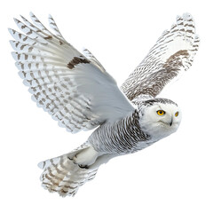 snowy owl in flight majestic bird wildlife isolated on a white background