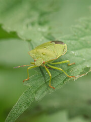 Green Shield Bug, Palomena prasina, on Leaf with Water Droplets