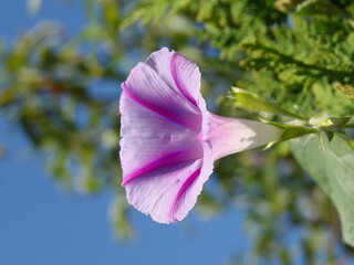 Zbliżenie na roślinę z gatunku wilec © Kumulugma
