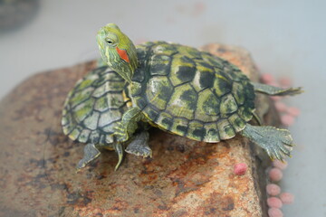 Trachemys scripta elegans, commonly known as the Red-eared Slider, is a species of freshwater turtle in the family Emydidae. 