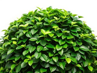 Fototapeta premium Lush Green Tropical Creepers, Isolated Plant Clipping Path, High-Resolution Stock Photo, Botanical Background Image