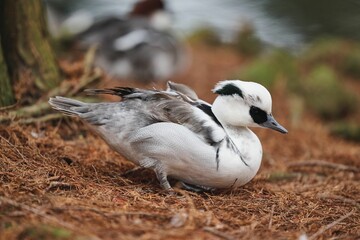A close-up photo of a black and white male smew duck with a blurred pond background.