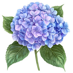 hydrangea isolated on white transparent background