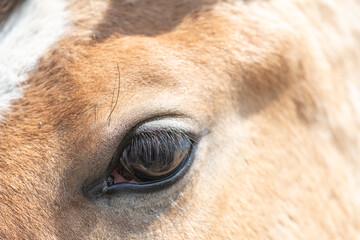 Beautiful purebred horses on a horse farm in summer.