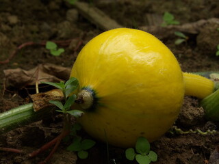 Zbliżenie na młodą dynię ozdobną © Kumulugma