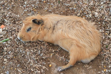 The guinea pig (Cavia porcellus), also known as a cavy, is a small, herbivorous rodent native to...