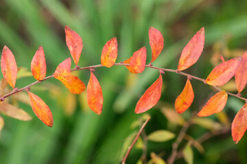 赤く紅葉した庭の小枝