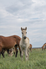 Fototapeta premium Beautiful purebred horses on a horse farm in summer.