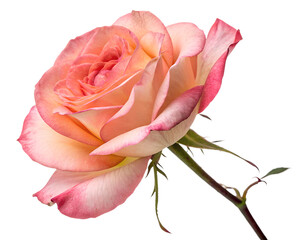red rose on Transparent Background