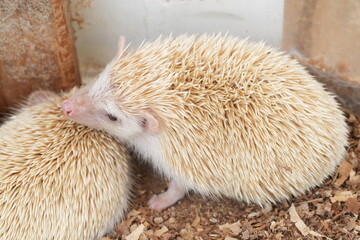 A hedgehog is a small, nocturnal mammal known for its distinctive spiny coat. These adorable creatures are part of the family Erinaceidae and are commonly found in Europe, Asia, and parts of Africa. 