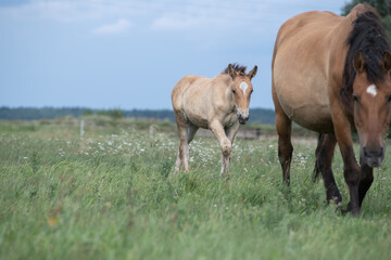 Beautiful purebred horses on a horse farm in summer.