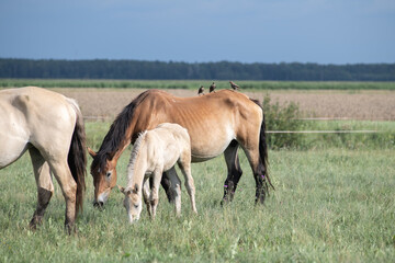 Fototapeta premium Beautiful purebred horses on a horse farm in summer.