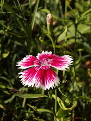 Zbliżenie na kwiat goździka © Kumulugma