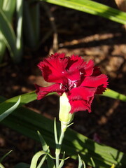 Zbliżenie na kwiat goździka © Kumulugma