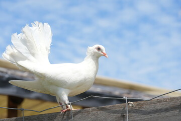 The White Dove typically refers to various species of doves and pigeons, particularly those in the genus Columba, which are known for their striking white plumage.
