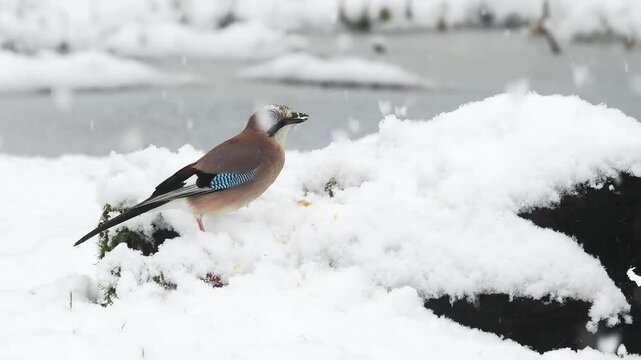 Eichelh&auml;her (Garrulus glandarius)    