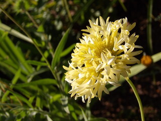 Zbliżenie na kwiat rośliny z gatunku Gaillardia © Kumulugma