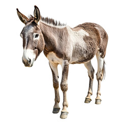 Obraz premium Gentle Donkey Portrait: A close-up portrait of a gentle donkey with big, expressive eyes, captured in a moment of quiet contemplation, showcasing the animal's unique charm and endearing personality.