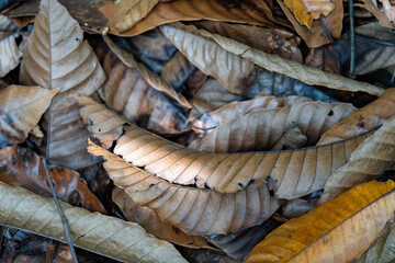 dirty fallen brownish old leaves backgroud with mud on the floor