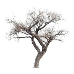 Fototapeta premium Bare Tree Silhouette: A lone tree stands starkly against a clean background, its branches reaching out in a graceful arc.