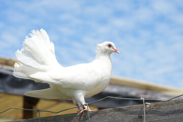 The White Dove, often symbolizing peace and purity, features striking white plumage. It belongs to the Columba genus and is admired for its grace and gentle presence. 