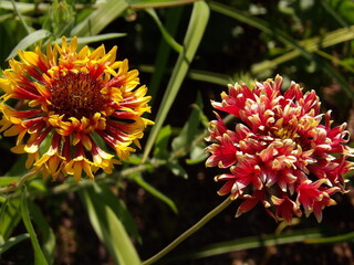 Zbliżenie na kwiat rośliny z gatunku Gaillardia © Kumulugma