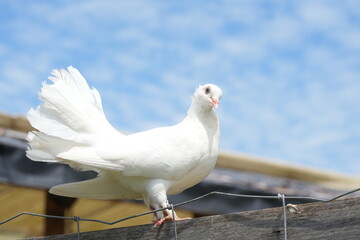 The White Dove typically refers to various species of doves and pigeons, particularly those in the...