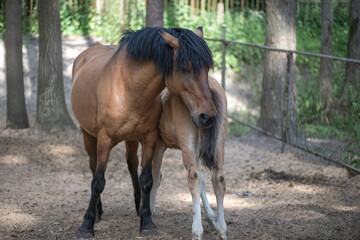 Obraz premium Beautiful purebred horses on a horse farm in summer.