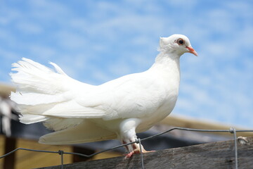 The White Dove typically refers to various species of doves and pigeons, particularly those in the genus Columba, which are known for their striking white plumage.