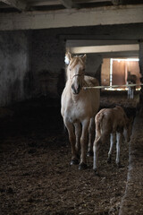 Beautiful purebred horses on a horse farm in summer.