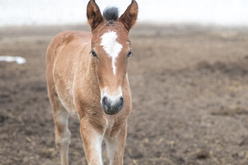 Obraz premium Beautiful purebred horses on a horse farm in summer.