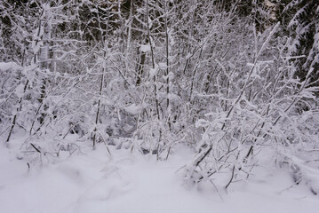 Frozen winter landscape at Engelberg in the Swiss alps