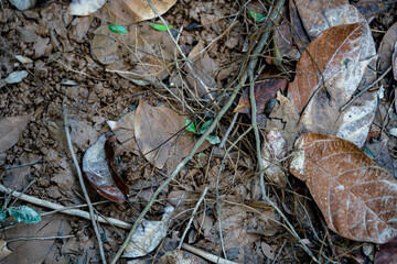 dirty fallen brownish old leaves backgroud with mud on the floor