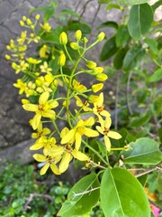 Close-up of a yellow Maiden’s Jealousy flower.