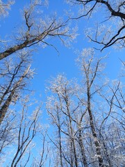 Winter tree tops view from below. Low angle shot of trees in a winter forest. Looking up at winter tree tops. Bottom view of tree tops. Winter background