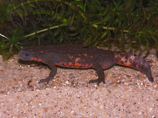 Closeup on a male Japanese fire-belied newt, Cynops pyrrhogaster in an aquarium