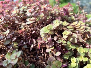Close-up of Creeping inchplant in the garden.